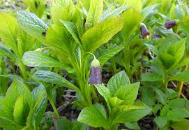 Attēlu rezultāti vaicājumam “Oenothera rubricauli”
