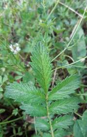Image result for Agrimonia eupatoria