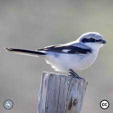 Attēlu rezultāti vaicājumam “Lanius excubitor adult”