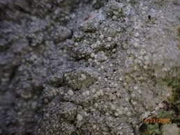 Attēlu rezultāti vaicājumam “Lecanactis abietina”