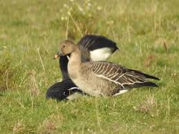 Attēlu rezultāti vaicājumam “Anser serrirostris”