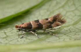 Attēlu rezultāti vaicājumam “Phyllonorycter apparella”