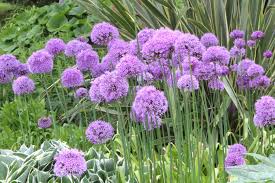 Attēlu rezultāti vaicājumam “Allium holandicum”