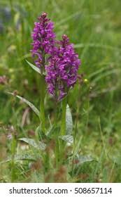 Attēlu rezultāti vaicājumam “Dactylorhiza cruenta”
