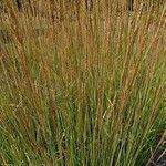 Attēlu rezultāti vaicājumam “Calamagrostis arundinacea leaf”