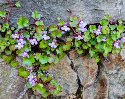 Attēlu rezultāti vaicājumam “Cymbalaria muralis flower”