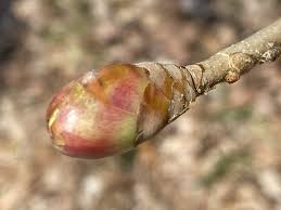 Attēlu rezultāti vaicājumam “Aesculus flava bud”