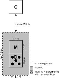 Attēlu rezultāti vaicājumam “Breidleria pratensis”
