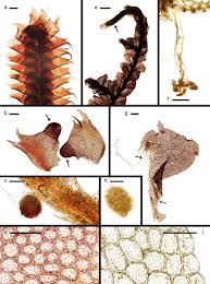 Attēlu rezultāti vaicājumam “Leiocolea heterocolpos”