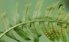 Attēlu rezultāti vaicājumam “Polypodium vulgare”
