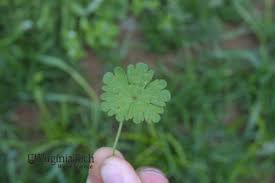 Attēlu rezultāti vaicājumam “Geranium molle leaf”