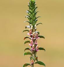 Attēlu rezultāti vaicājumam “Odontites vulgaris leaf”