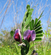 Attēlu rezultāti vaicājumam “Vicia sativa”