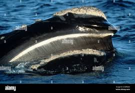 Image result for Eubalaena glacialis