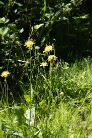 Attēlu rezultāti vaicājumam “Crepis paludosa fruit”
