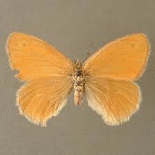 Attēlu rezultāti vaicājumam “Coenonympha glycerion underside”