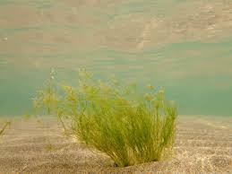 Attēlu rezultāti vaicājumam “Nitella flexilis”