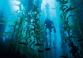 Image result for Breakwater Divers