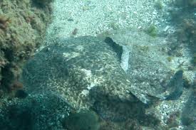 Image result for Torpedo marmorata