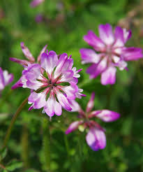 Attēlu rezultāti vaicājumam “Astragalus arenarius flower”