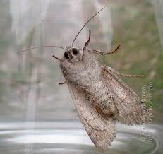 Attēlu rezultāti vaicājumam “Lacanobia contigua imago”