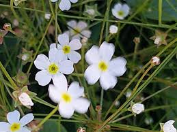 Attēlu rezultāti vaicājumam “Androsace septentrionalis”