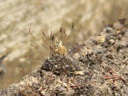 Attēlu rezultāti vaicājumam “Tortula truncata sporophyte”