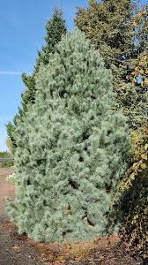 Attēlu rezultāti vaicājumam “Pinus peuce”