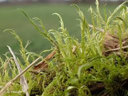 Attēlu rezultāti vaicājumam “Drepanocladus aduncus”