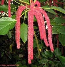 Attēlu rezultāti vaicājumam “Euphorbiaceae”