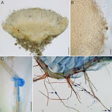 Attēlu rezultāti vaicājumam “Octosporella jungermanniarum”