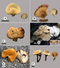 Attēlu rezultāti vaicājumam “Polyporus”