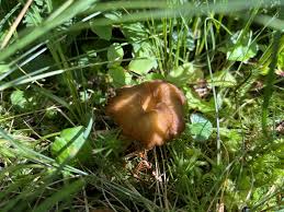 Attēlu rezultāti vaicājumam “Cantharellus lutescens”