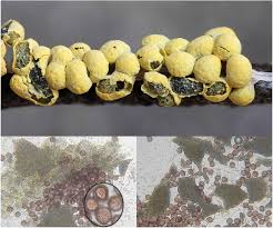 Attēlu rezultāti vaicājumam “Physarum conglomeratum macro”