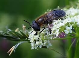 Attēlu rezultāti vaicājumam “Heptatoma pellucens”