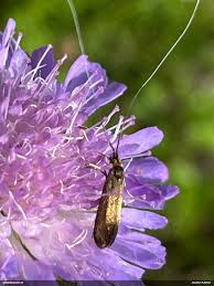 Attēlu rezultāti vaicājumam “Licea testudinacea macro”