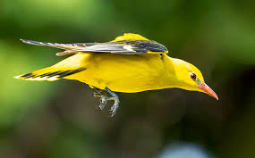 Attēlu rezultāti vaicājumam “Oriolus oriolus male”