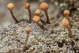 Attēlu rezultāti vaicājumam “Sclerophora coniophaea”