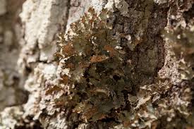 Attēlu rezultāti vaicājumam “Tuckermannopsis chlorophylla”