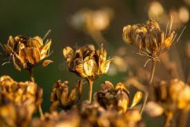 Attēlu rezultāti vaicājumam “Anthriscus sylvestris bud”