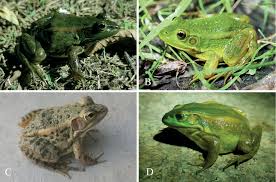 Attēlu rezultāti vaicājumam “Pelophylax adult”