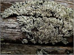 Attēlu rezultāti vaicājumam “Menegazzia terebrata”