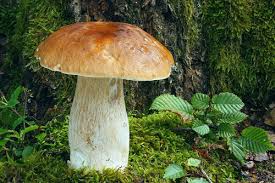 Attēlu rezultāti vaicājumam “Boletus edulis”