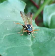 Attēlu rezultāti vaicājumam “Tenthredo scrophulariae larva”