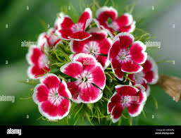Attēlu rezultāti vaicājumam “Dianthus barbatus flower”