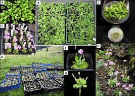 Attēlu rezultāti vaicājumam “Primula farinosa”