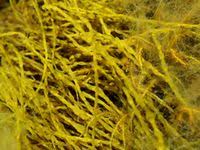 Attēlu rezultāti vaicājumam “Lemanea fluviatilis”