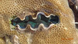 Image result for tridacna