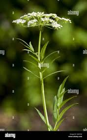 Attēlu rezultāti vaicājumam “Sium latifolium flower”
