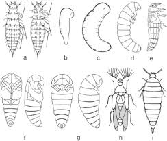 Attēlu rezultāti vaicājumam “Meloe sp. larva”